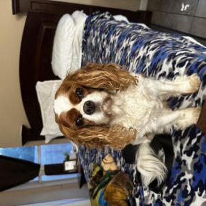 Lost Dog Charlie