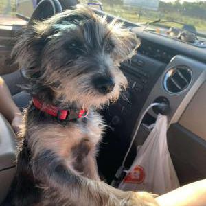 Lost Dog Charles Winston