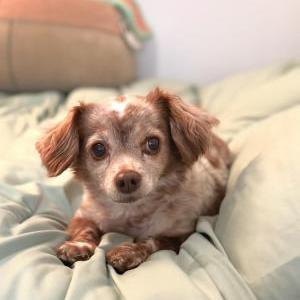 Lost Dog Robin