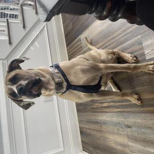 Lost Dog Leo