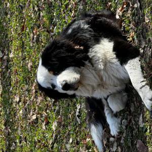Lost Dog Francis