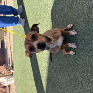 Found Dog Unknown