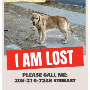 Lost Dog simba