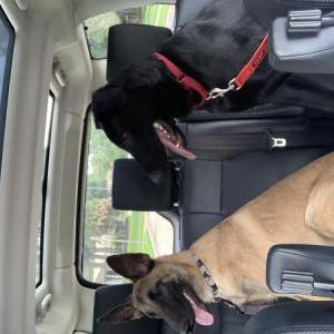 Lost Dog Moxie and Zeus