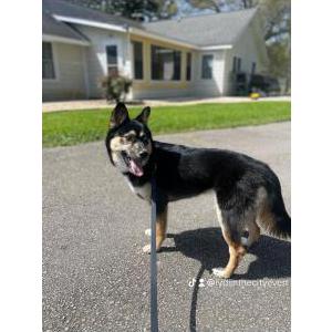 Lost Dog Flo