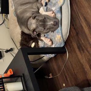 Lost Dog Titan