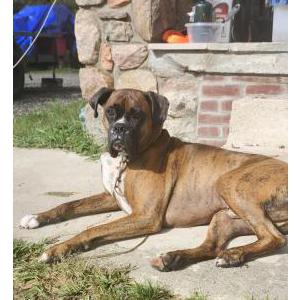 Lost Dog Bowie