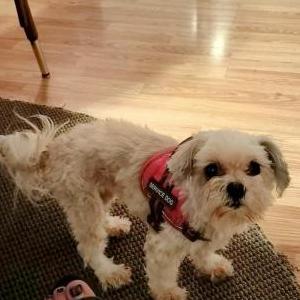 Lost Dog Muffynz