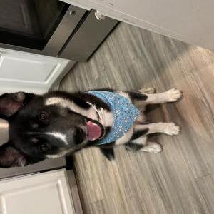 Lost Dog Lobo