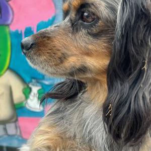 Found Dog unknown