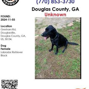 Found Dog Unknown