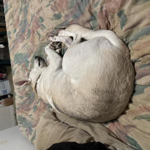 Lost Dog Enureh