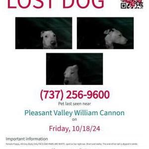 Lost Dog Luna