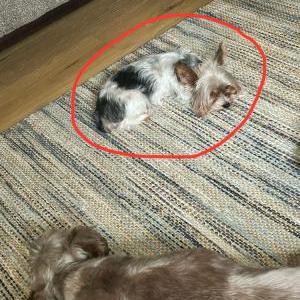 Lost Dog Nyla
