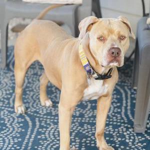Lost Dog Ace