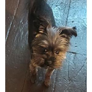 Image of Baby, Lost Dog