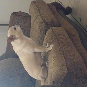 Lost Dog Tink