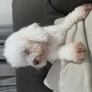 Lost Dog Alushe Dulce chiquit