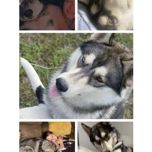 Lost Dog Finurè