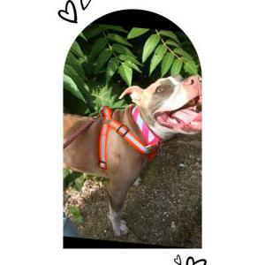 Lost Dog Nova