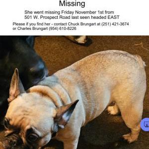 Lost Dog Baby Crown