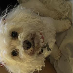 Lost Dog Olivia