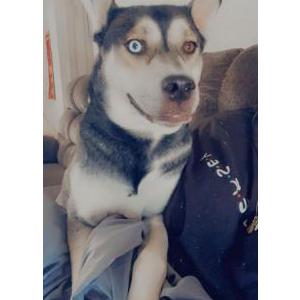 Lost Dog Storm Maldonado