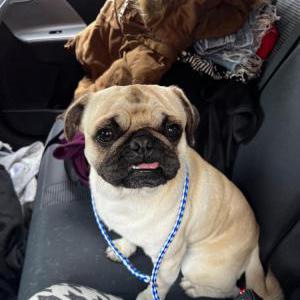 Found Dog unknown