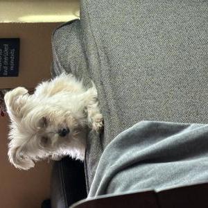 Lost Dog Lili