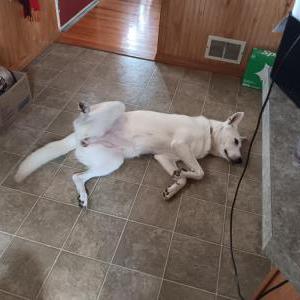 Lost Dog Luna