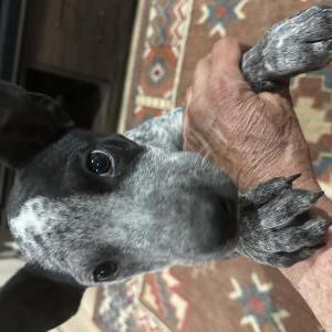 Found Dog Unknown