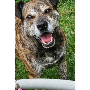 Lost Dog Bruno