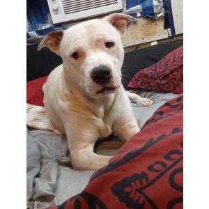 Lost Dog Queeny