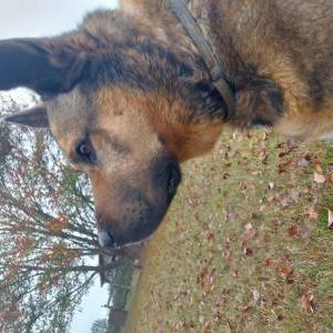 Found Dog unknown