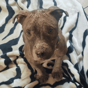 Lost Dog Pookie