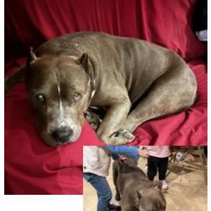 Lost Dog ACE Stull