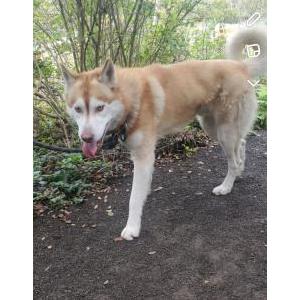 Lost Dog Caramel