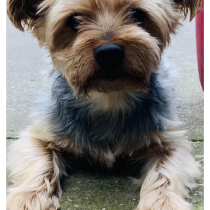 Lost Dog Hersheys