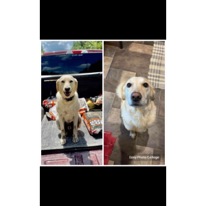 Lost Dog Ace