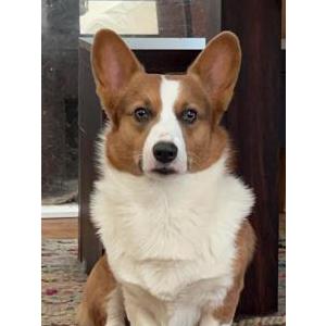 Lost Dog Tuco