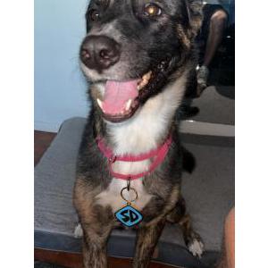 Lost Dog Kaleo
