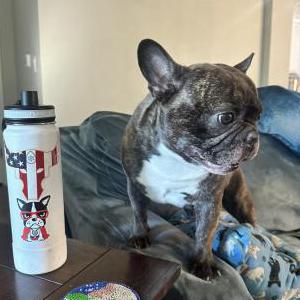 Lost Dog Gizmo