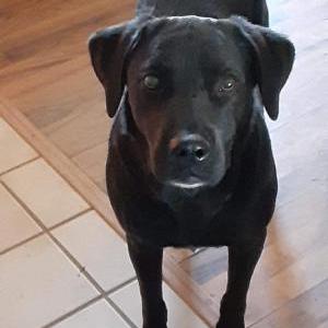 Image of Phantom, Lost Dog