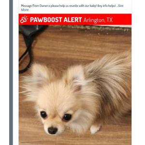 Lost Dog Gigi