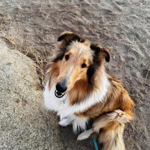 Lost Dog Lady