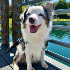 Image of Goose, Lost Dog