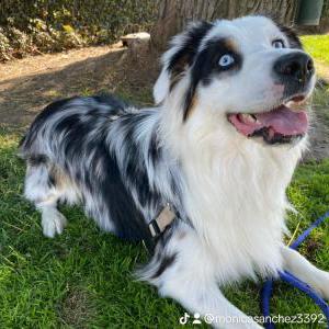 Lost Dog Bluey