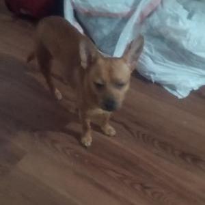 Lost Dog Molly