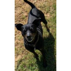 Lost Dog Roscoe