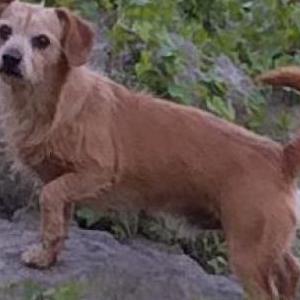 Image of Tator, Lost Dog